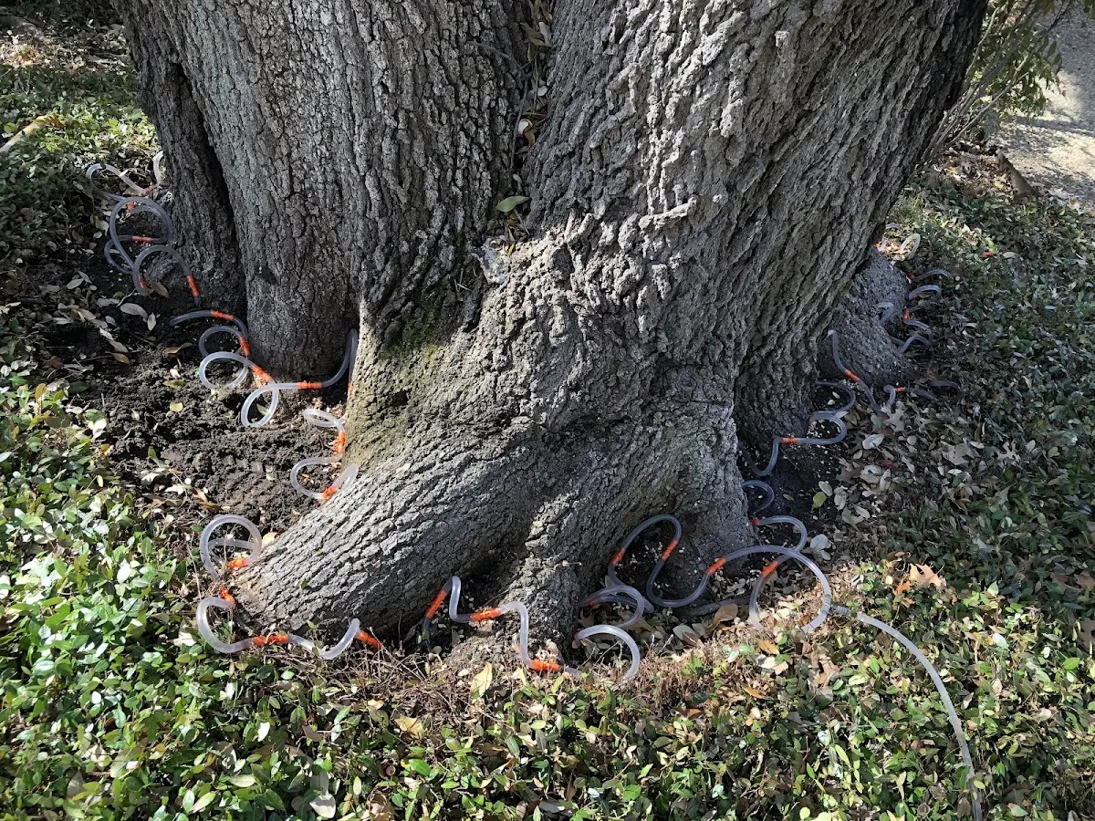 Detailed Tree Cabling and Bracing job site in Stephentown