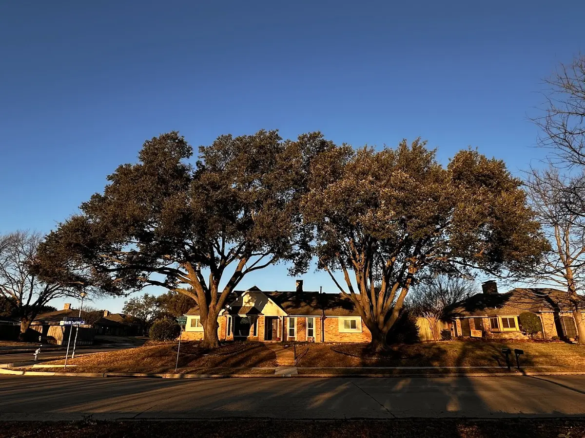 Established residential canopy tree shading a home in Stephentown